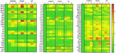 Macrophage Polarization and Alveolar Bone Healing Outcome: Despite a Significant M2 Polarizing Effect, VIP and PACAP Treatments Present a Minor Impact in Alveolar Bone Healing in Homeostatic Conditions